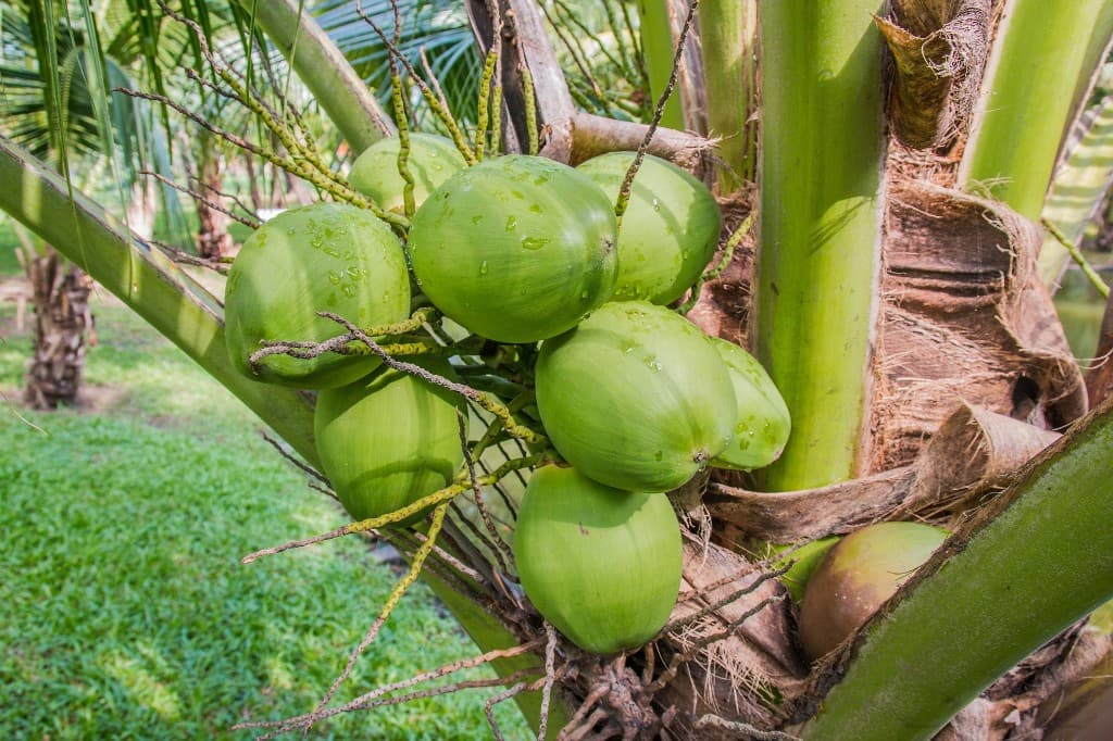 Wholesale coconut and pantry products